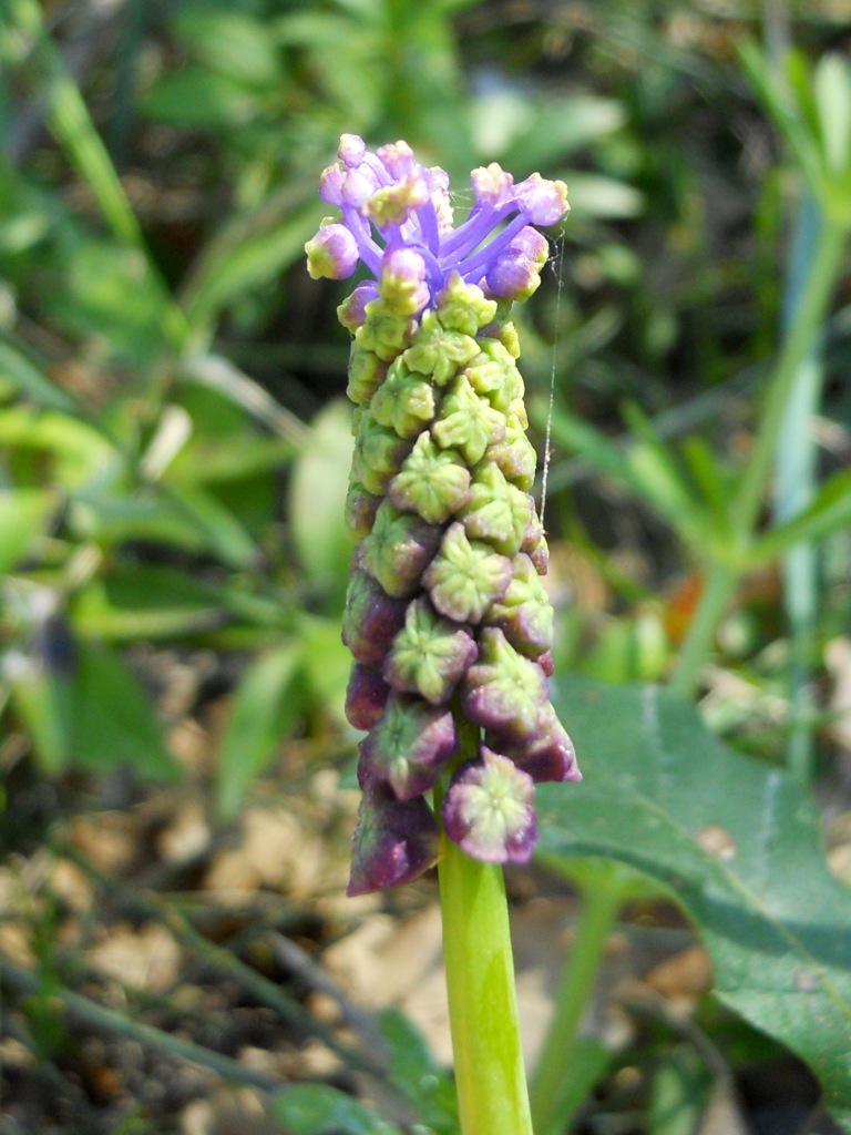 Muscari comosum